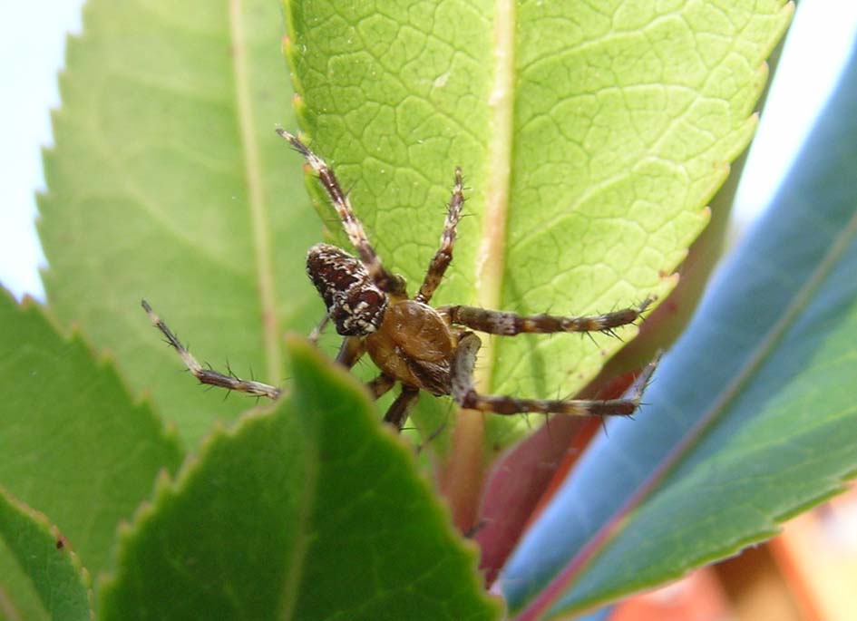 Araneus diadematus